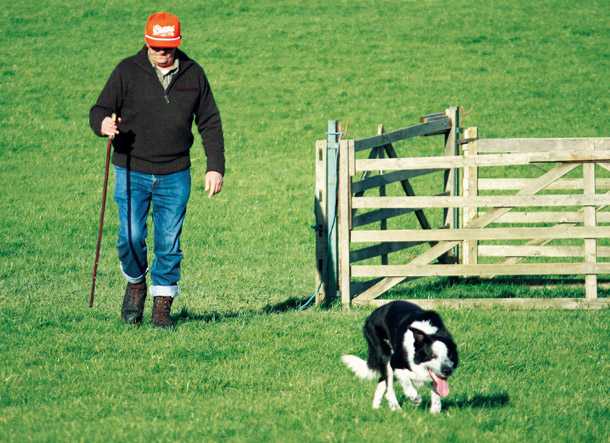 英国 ドイツの働く犬たち 英国の牧羊犬とドイツの介助犬