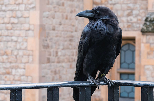 ロンドン塔で飼われている鴉