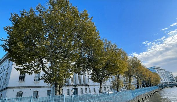 旧カスタム・ハウス前のプラタナス