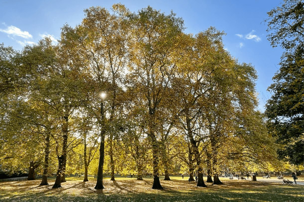 グリーン・パークの神殿の跡地に、プラタナスが円状に植樹された