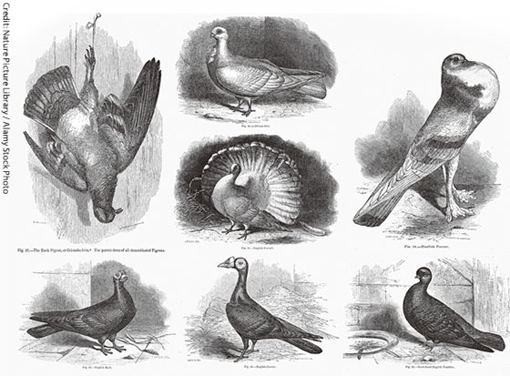 チャールズ・ダーウィン著「The Variation of Animals and Plants under Domestication」内の鳩の先祖の挿絵