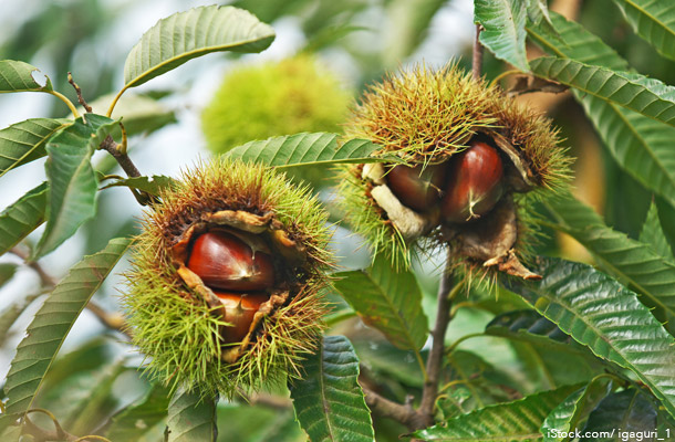 Sweet Chestnut