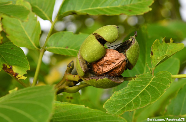 Walnut