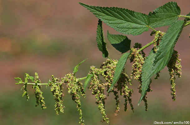 Nettle Seeds